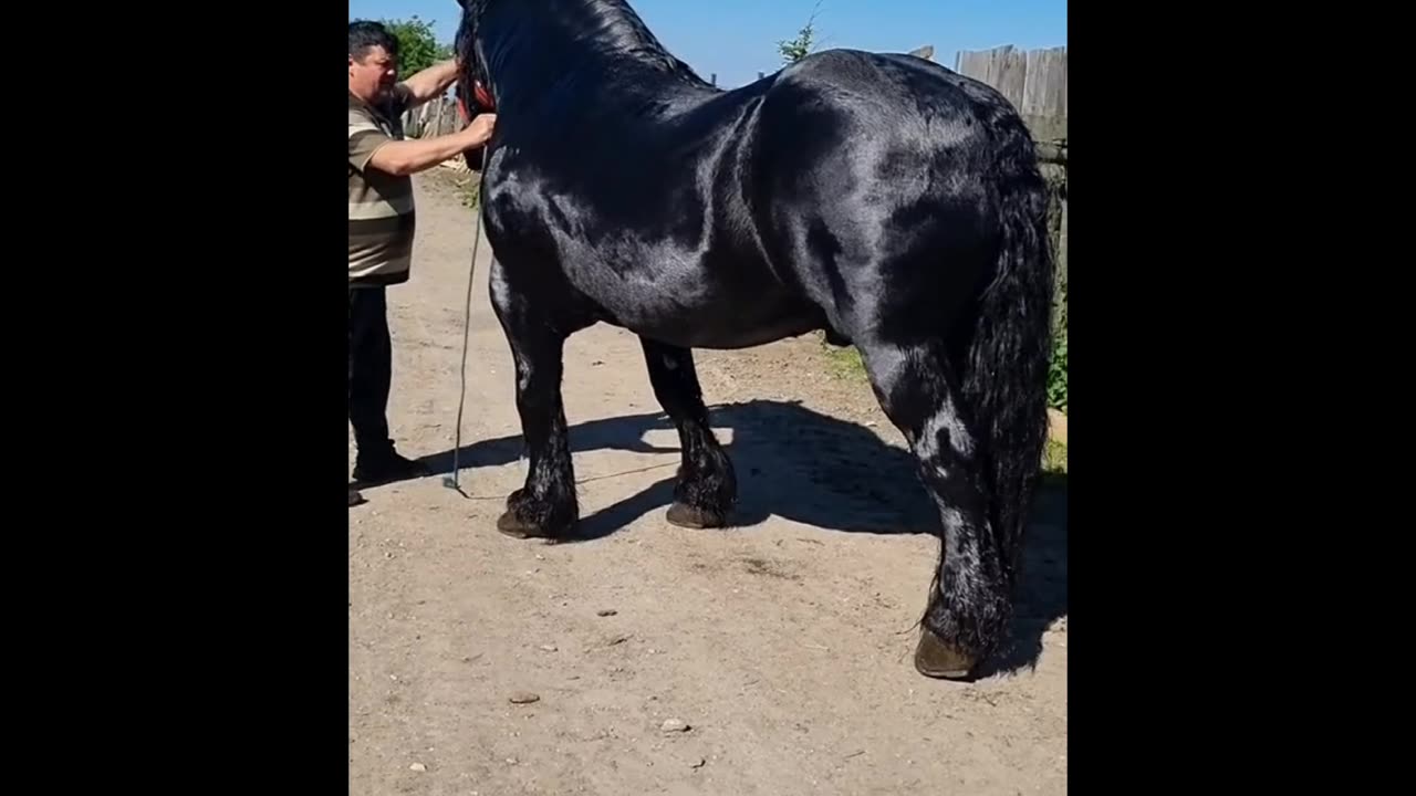 The BIGGEST HORSES In The World 🐎ll #Shorts #rumble #rumble viral video