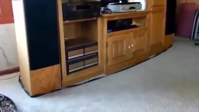 For those who are busy and your cat wants to play 😂😂💔