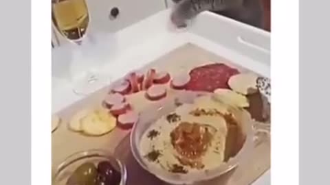 Cats Funny video 🤣