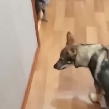 Cats and dogs 🤣🤣