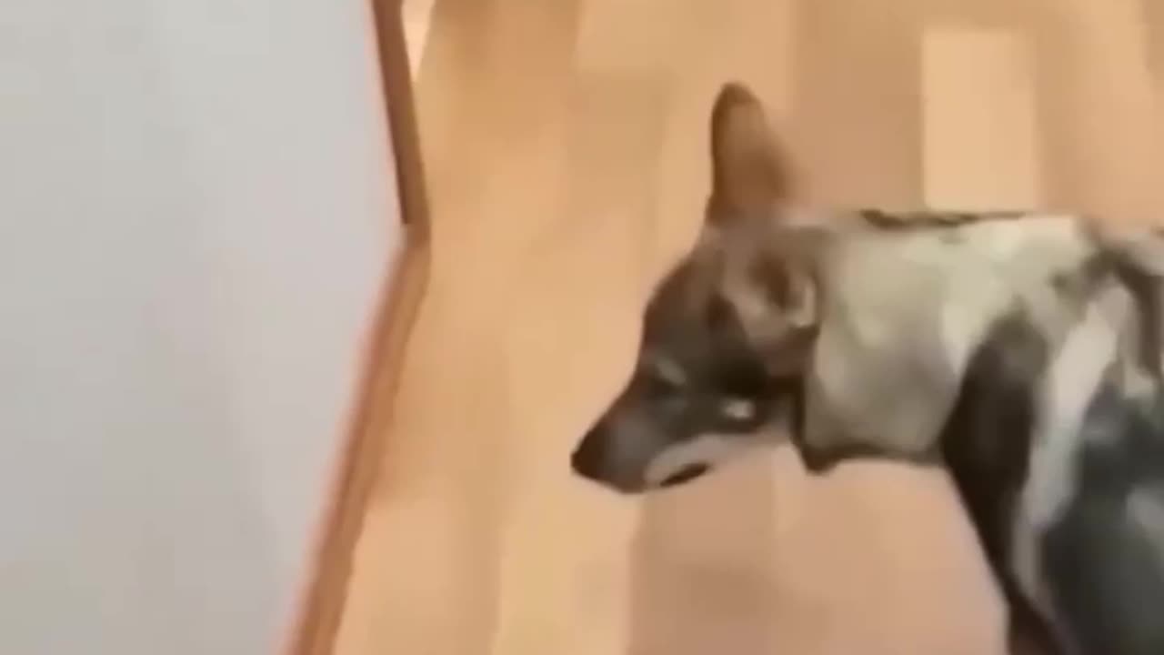 Cats and dogs 🤣🤣