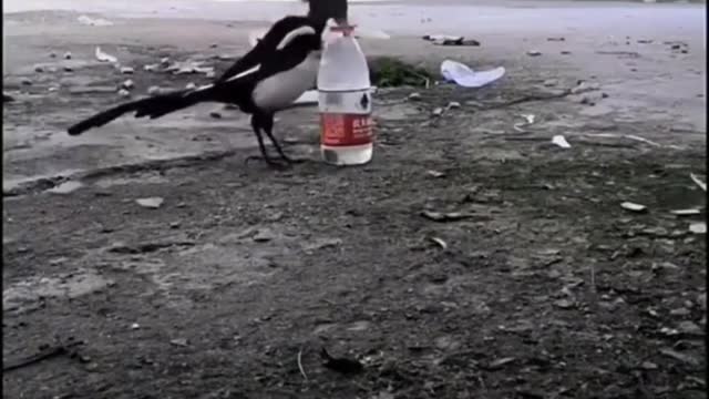 Crow adding rocks to a bottle in order to drink from it.