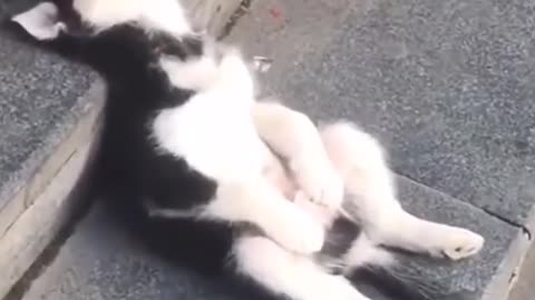 Cute Dog is sleeping on stairs