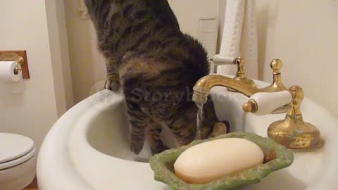 Cat drinking 🤣