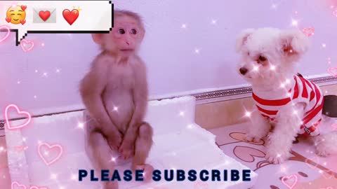 Puppies And Cute Puppy Videos Compilation