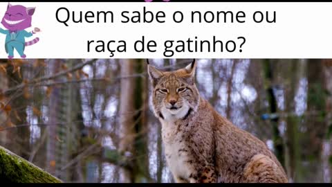 Quem sabe o nome desse gatinho