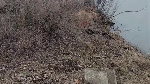 Damaged cottonwood tree