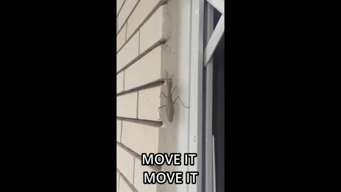 Mantis Likes to Move It!