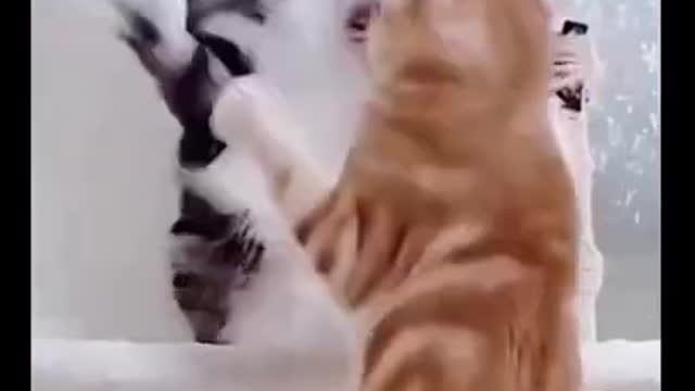 Funny cats. Mortal Kombat, the cats version 💪 #shorts