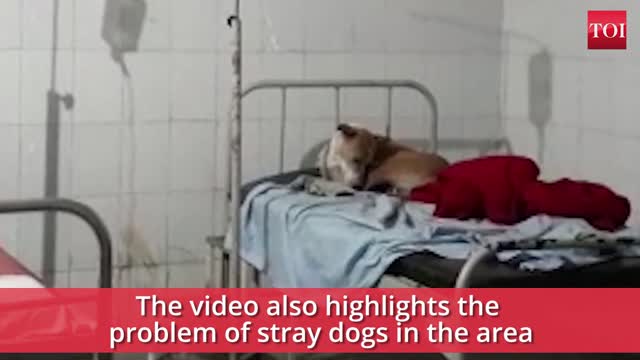Street dog relaxes on hospital bed,Viral video