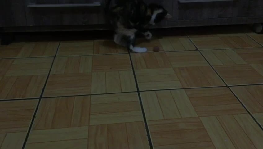 Funny Animals and Babies - Funny Cats and Dogs - Maya Playing with a Piece of Sausage