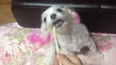 Danbi's Dog Gum Mukbang