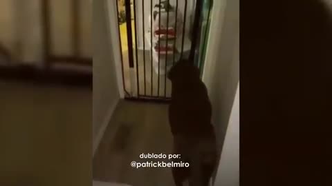 Melhores dublagens de Animais engraçados😄😍👆