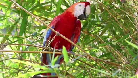 The Majestic Scarlet Macaw Voices of the Rainforest