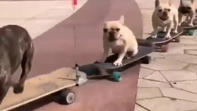 Having a bad day? Look at these French bulldogs skateboarding. Feel better now? Good