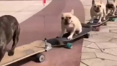 Having a bad day? Look at these French bulldogs skateboarding. Feel better now? Good