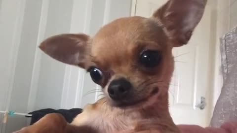 Chihuahua on pink blanket freaks out