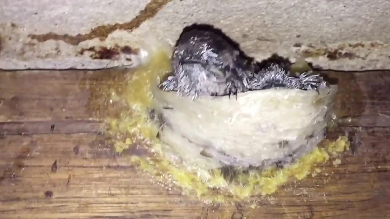 Do you know this bird?
