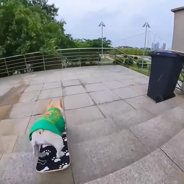 Dog wedding dress ,cute dog,funny