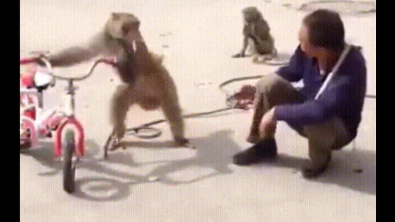 Funny Monkeys