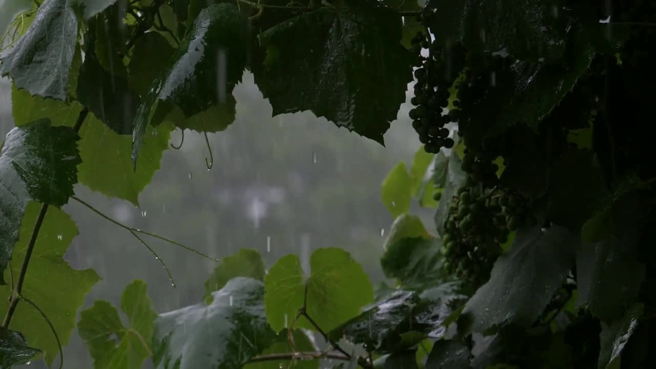 Rain sounds | Meditation & Relaxation Video