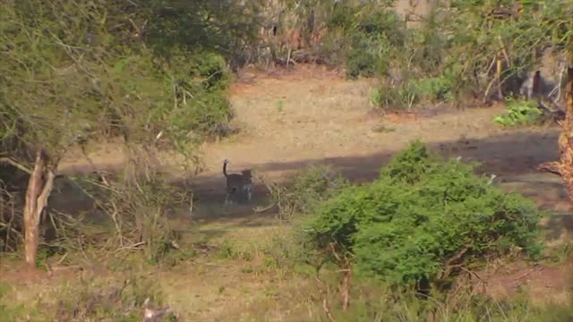 African Leopard Roams the Lands of Mpala For Food - Live Camera Highlight_Cut.mp4