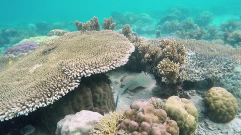 Great Barrier Reef