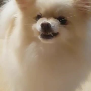 Angry dog don't mess with me