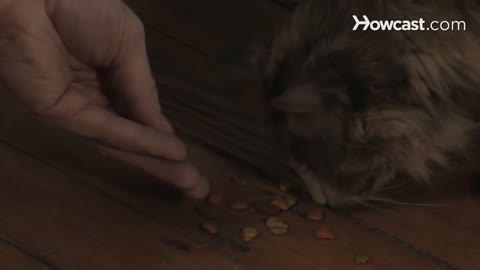 How to train your cat