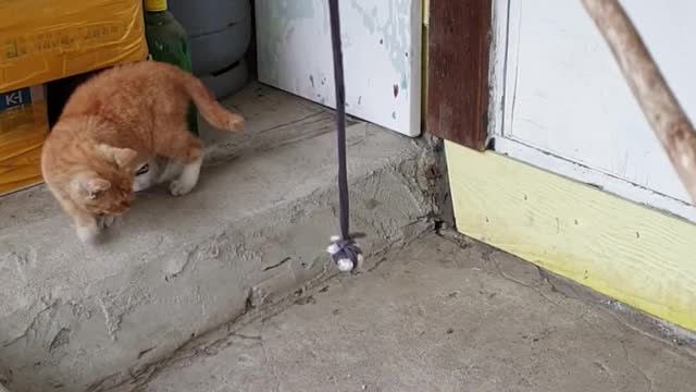 Baby cat living in the countryside