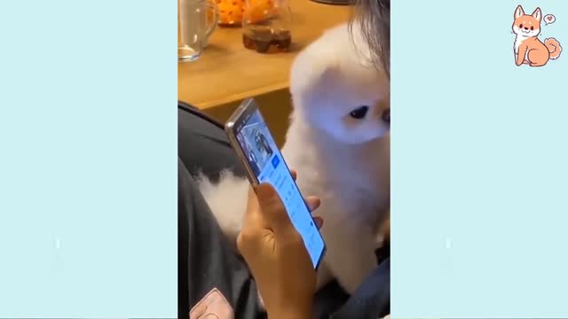 Cute Puppies Cute Funny and Smart Dogs Compilation #6 I love you dogs