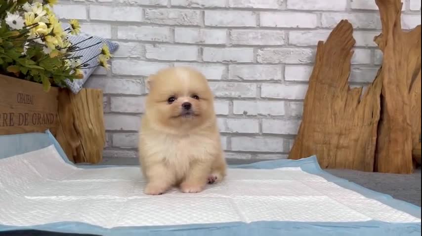 Pomeranian puppies for sale