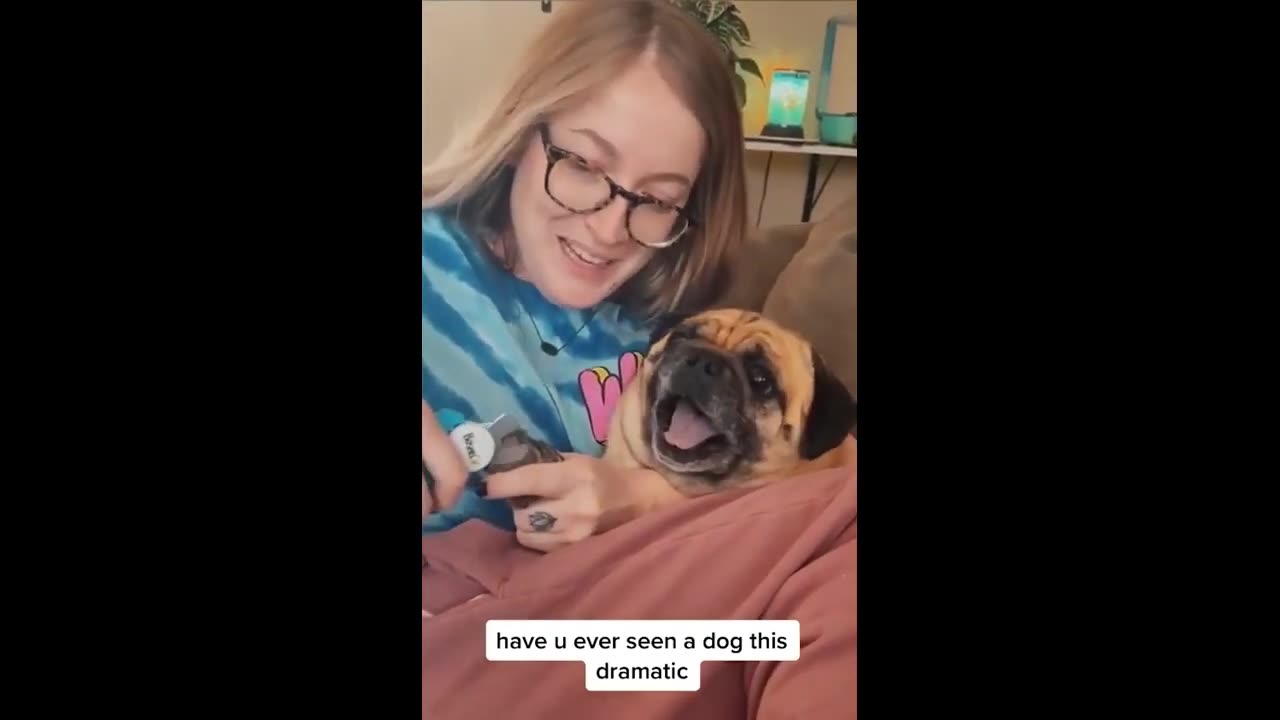 Are You Sad See this video, Problem will solve || Funny Pets