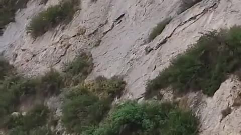 Dorper sheep make their way down a mountain