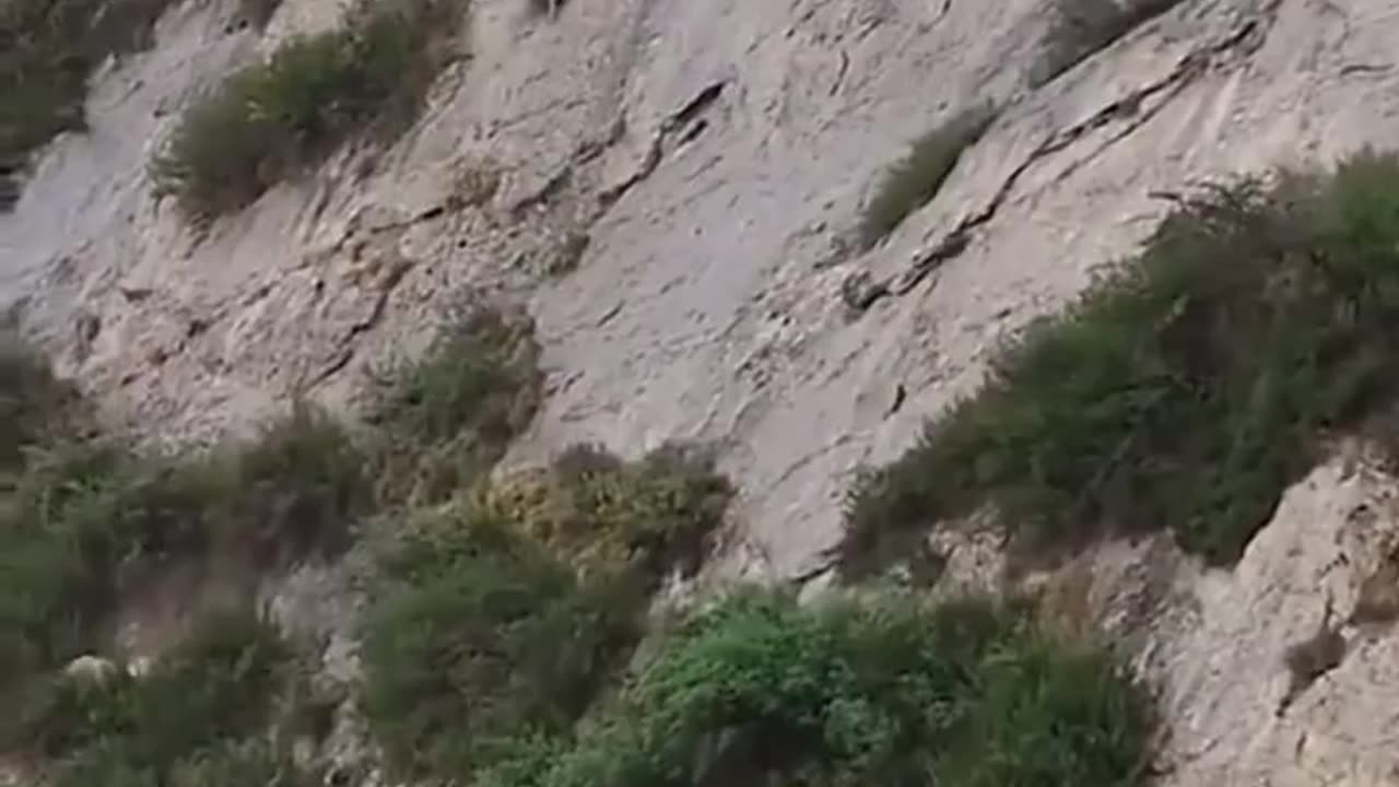 Dorper sheep make their way down a mountain
