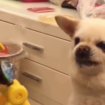 cute and funny pets try not to laugh
