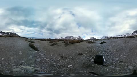 360° Elephant Seals And King Penguin Chicks #OurBluePlanet | BBC Earth