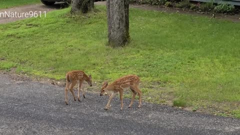 First twin fawns of summer