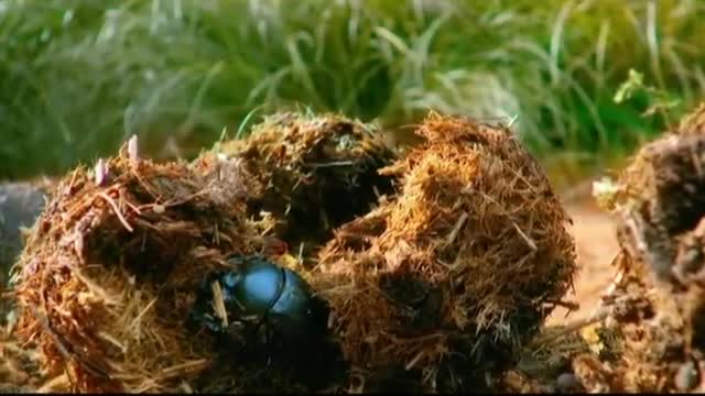 Dung beetles