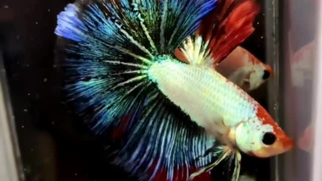 Beautiful halfmoon betta