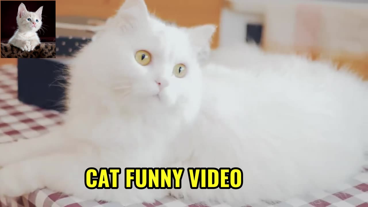 cat sound effect