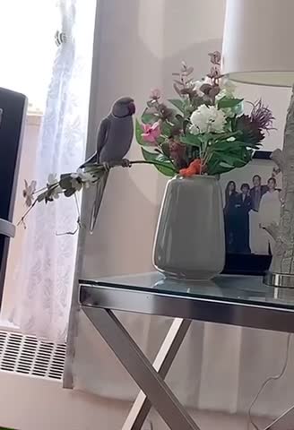 Mission Impossible parrot