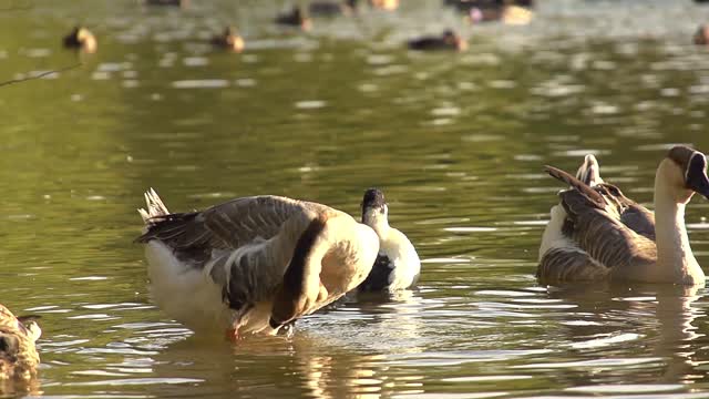 Swan Goose washing