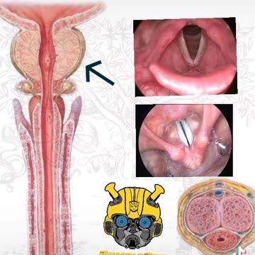 VOICE BOX AND THE PENIS