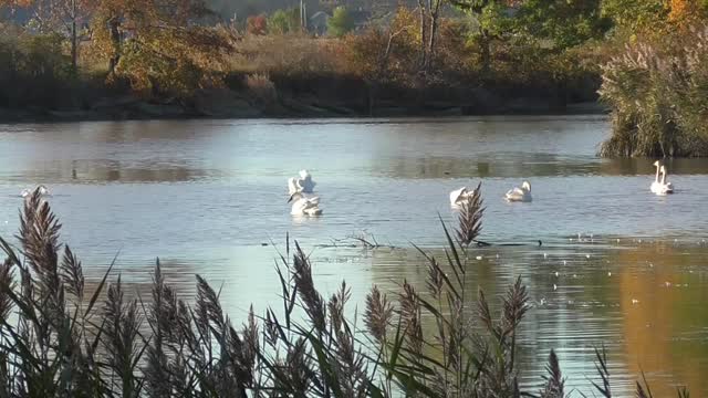 400 Toussaint Wildlife - Oak Harbor Ohio - Swans Pairing