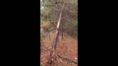 Young Lady Drives up a Tree on my property one Wild Saturday Night.