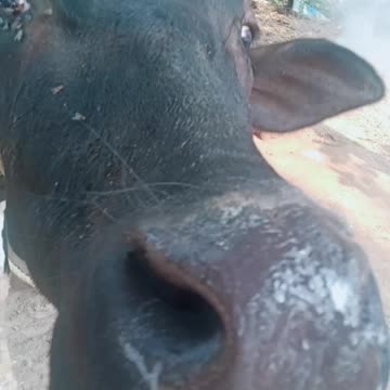 Try to understand what the cow is trying to convey to you through its eyes