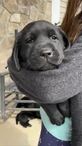 The Papi is so cute and the very funny