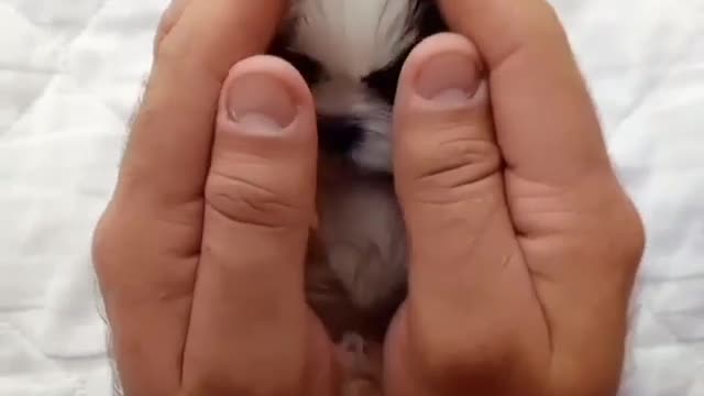 Adorable puppy peek a boo 😄😄😄