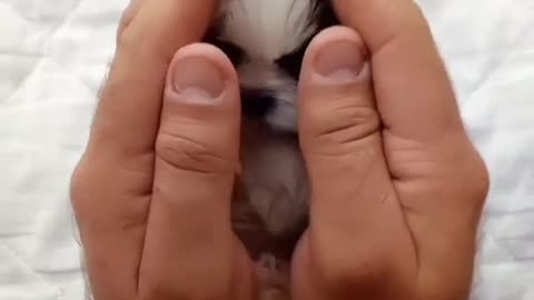 Adorable puppy peek a boo 😄😄😄